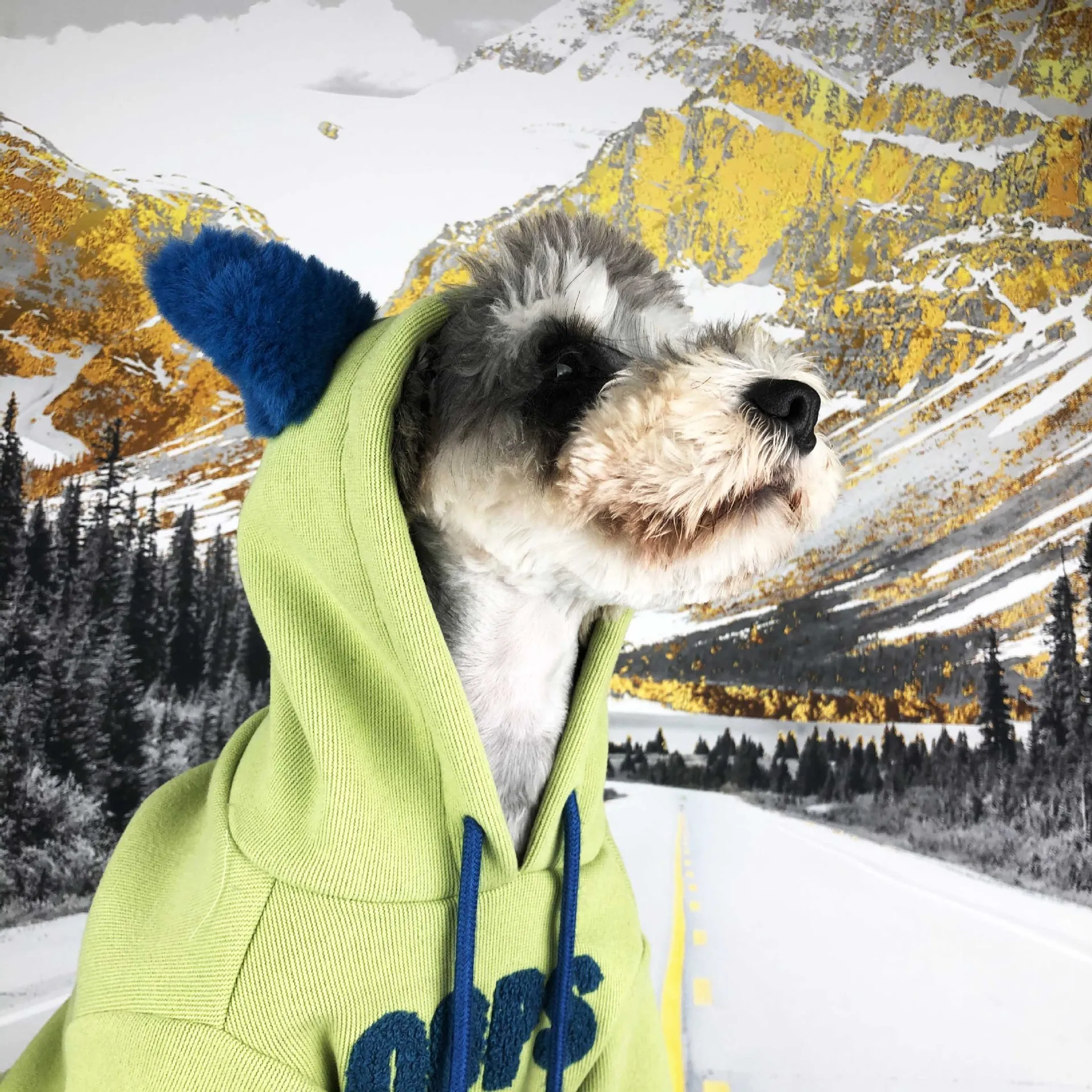 Schnauzer флисовая толстовка с капюшоном для собак, Милая зимняя одежда для собак, теплая верхняя одежда с капюшоном для щенков, флисовый шар для терьера, мопса, Тедди, дропшиппинг