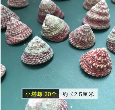 01 Shell ремесло ручной работы DIY Украшение аквариума для натурального небольшого Конча дрейфующий бутылка