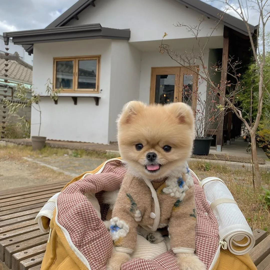 

Winter Warm Pet Dog Clothes Lamb Woolen Flower For Dog Vest Jackte Dog Coat For Puppy Small And Medium Pets Chihuahua Yorkshire
