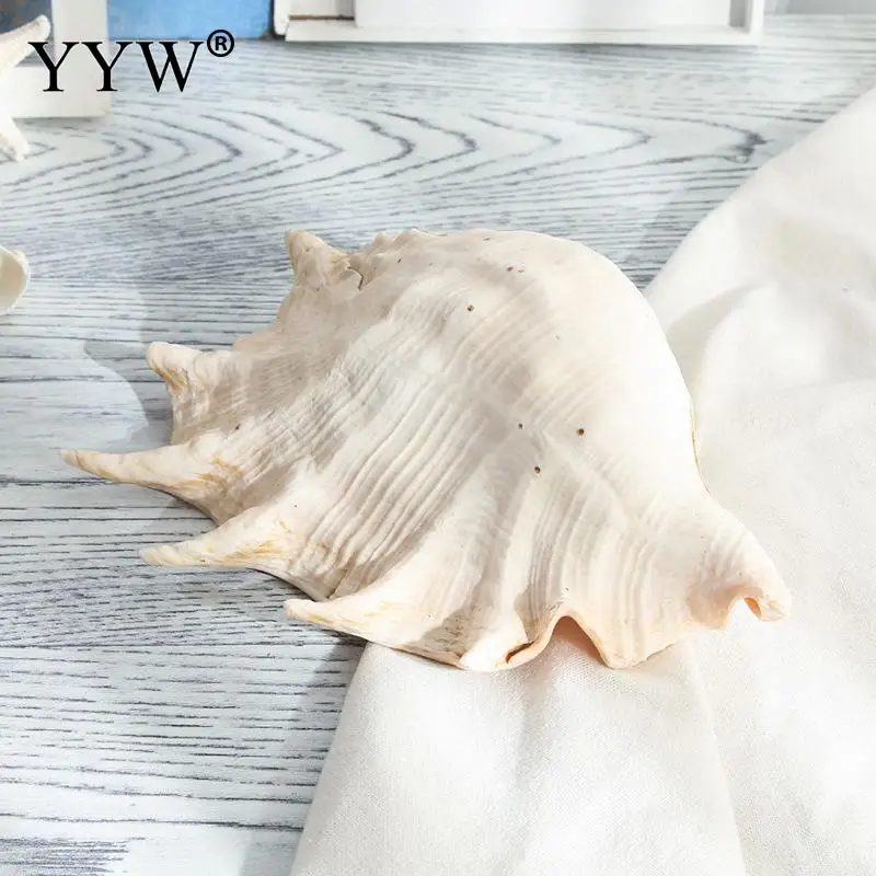 Морские раковины кобылы раковины Schelpen Conchas Coquillage ракушки морского дна домашний декор натуральные декоративные раковины Hogar