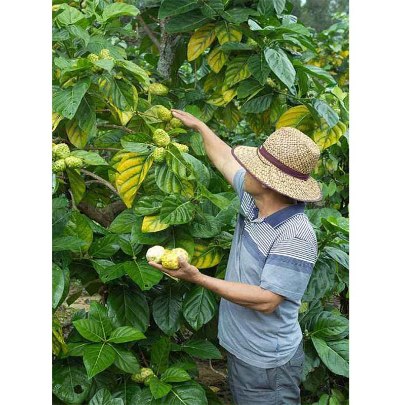 Органический сок нони питание здоровья антиоксиданты помощь пищеварению
