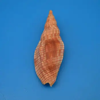 

Rare Conch Sea Shell Natural Seashell Specimen Beach Decoration for Home Nautical Wedding Decor Aquarium Landscape