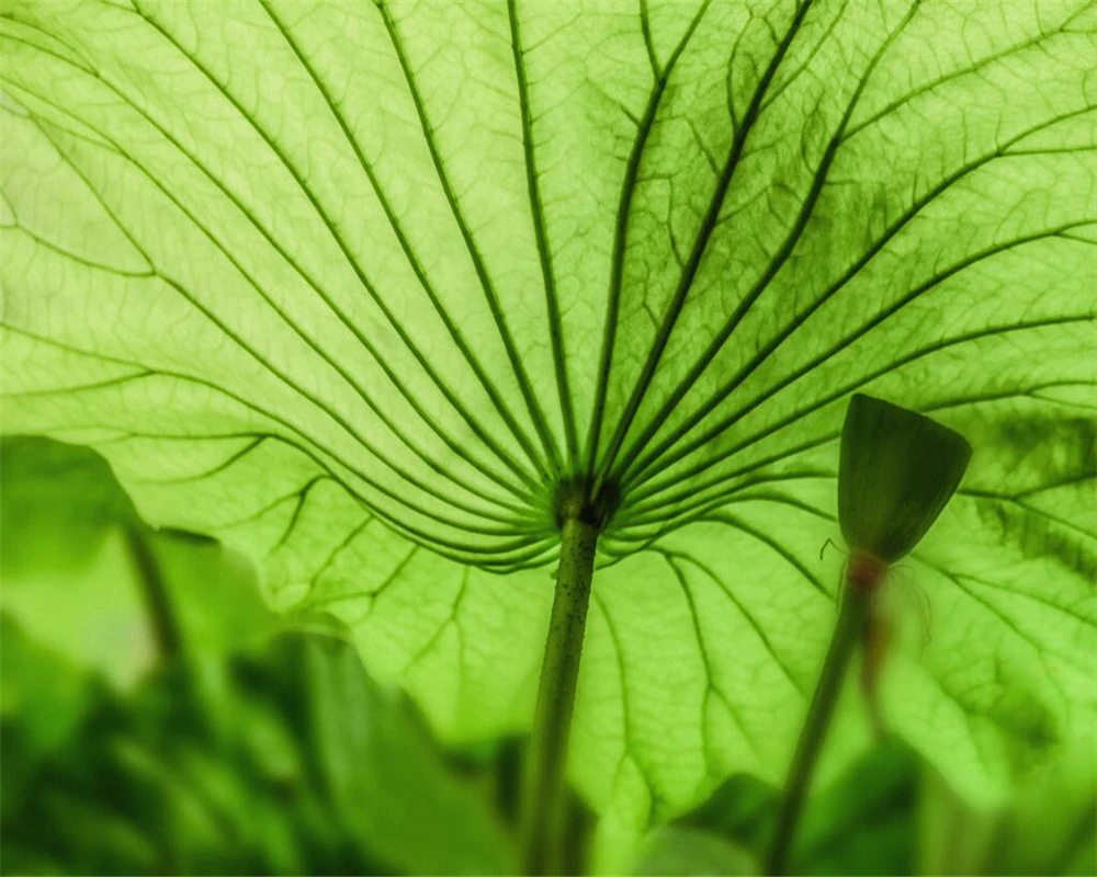 Beibehang-Custom-wallpaper-lotus-leaf-rural-wind-TV-background-wall-modern-minimalist-living-room-bedroom-backdrop (1)