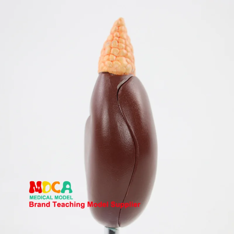 Human Urinary Section Natural Large Kidney Model Urinary System Renal Structure Medicine Teaching Msz002
