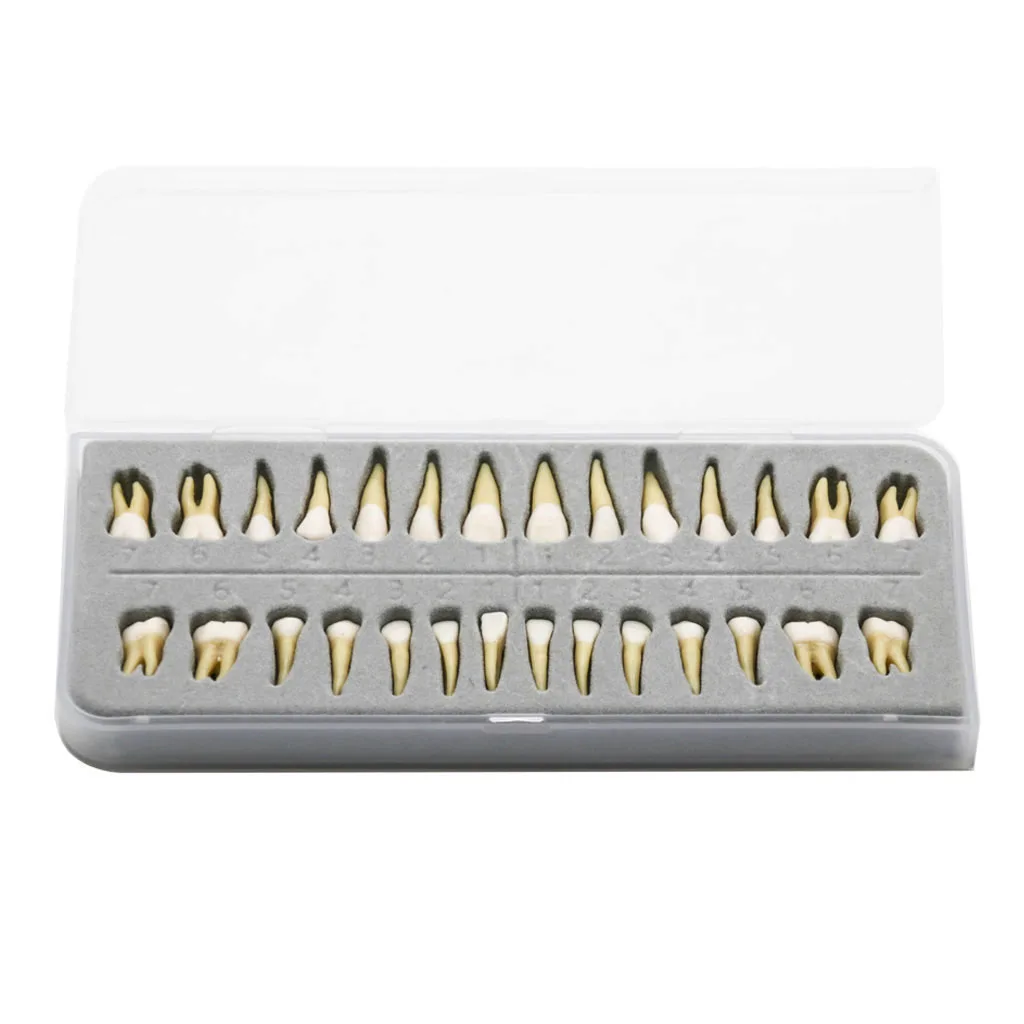 Koop Tanden Model #7021 28 Stks set Dental Teach Studie 11 Permanente Demonstratie