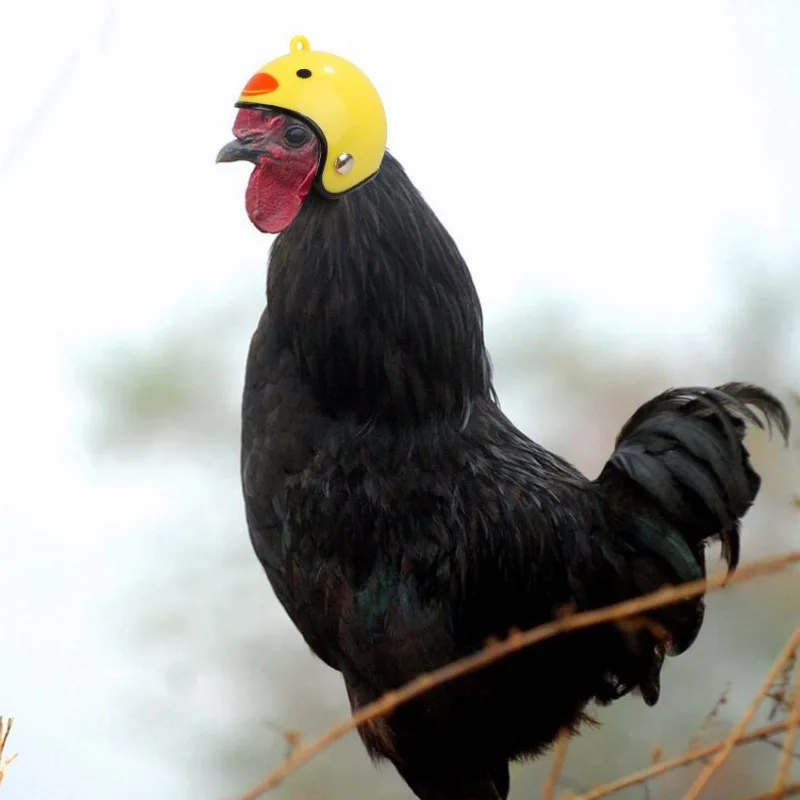 Funny Chicken Motorcycle Helmet Pet Protective Gear Abs Small Cap Helmet Costumes Bird Hens Toy