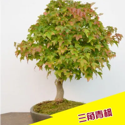 maple (8)