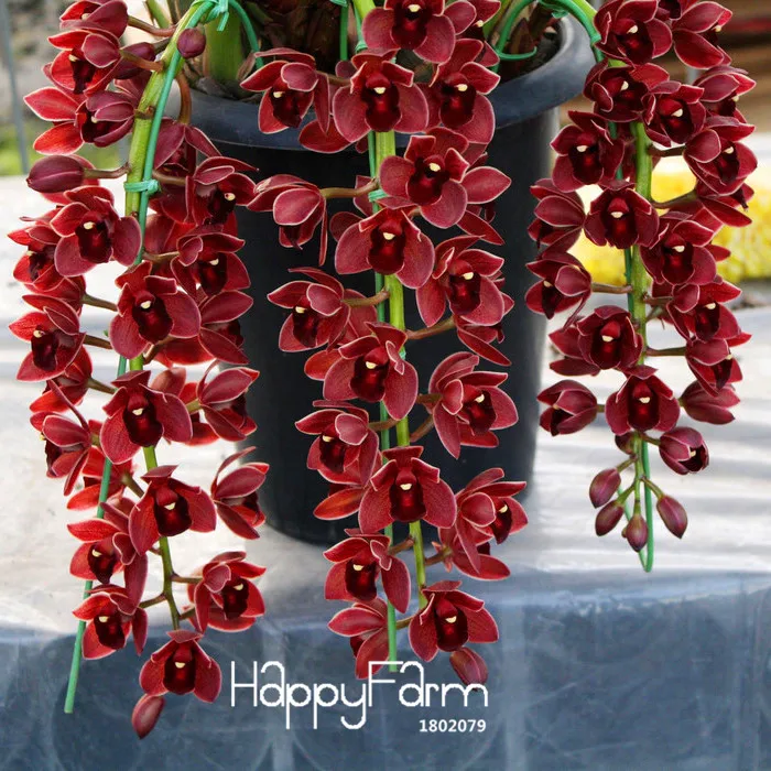 Горячая Распродажа! 100 шт темно-красный с китайским цимбидиумом цветок орхидеи Бонсай Комнатные цветы в горшках Cicada Орхидея сад,# I0QZCX