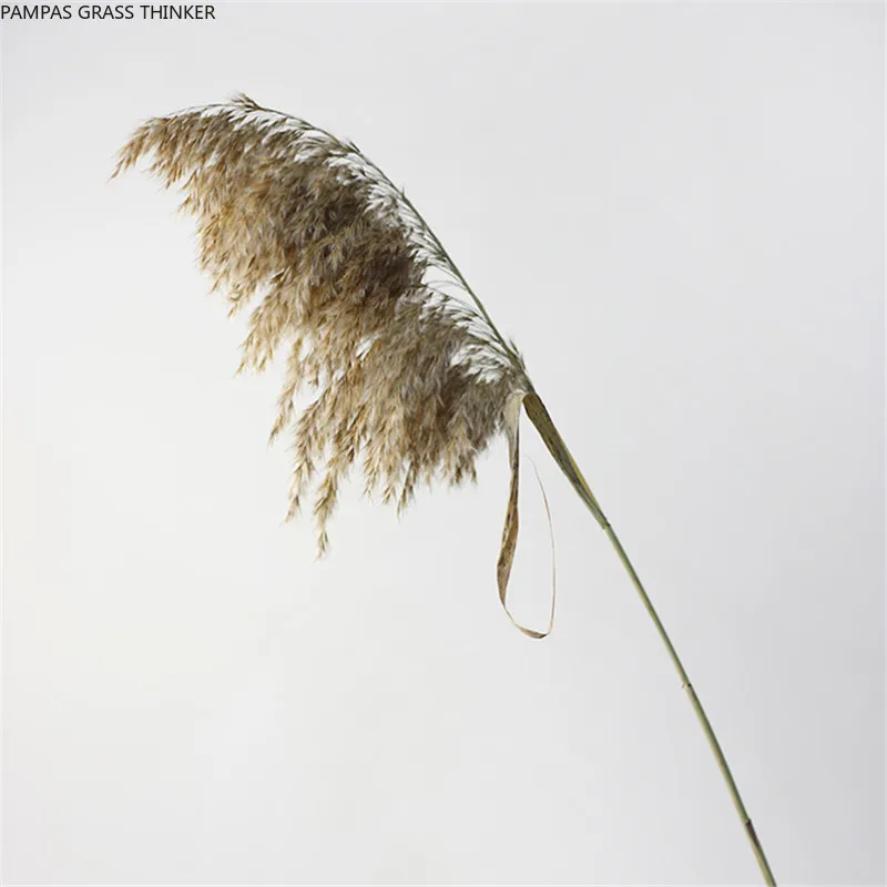 

20pcs Wedding pampas grass bunch home decor dried pampas flower window display dried flowers bunch pure natural reed flowers