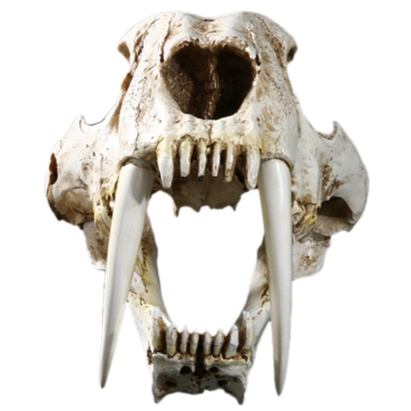 1:1 Size American Ancient Animals Saber Tooth Cat Tiger Skull Sabertooth Smilodon Fatalis Specimen Model Animal Skeleton | Дом и сад