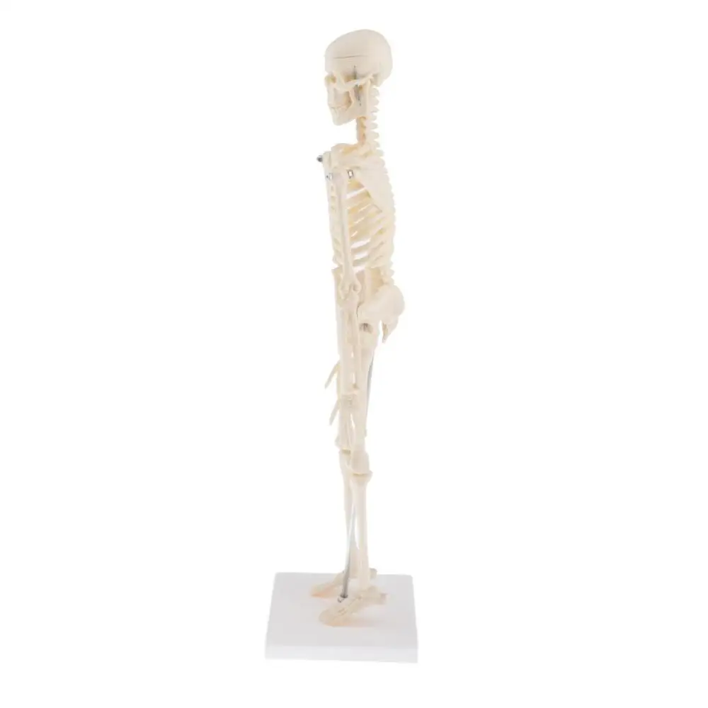 Human Anatomical Anatomy Skeleton Decoration Model  Skeletal Bone Medical Learn Aid，Art Sketch,  Doll ,Chiren Toys ► Photo 3/6