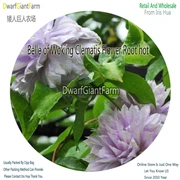 NGRYISE 8 шт. набор clematis корень - Цвет: 7