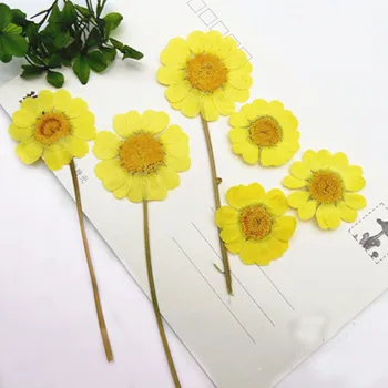 

Sun Daisy Yellow Color Real Pressed Flowers Material Specimens For DIY Art Paper 120Pcs