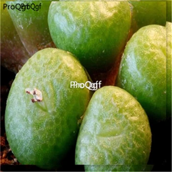 

Ngryise 100Pcs A Set Conophytum fulleri