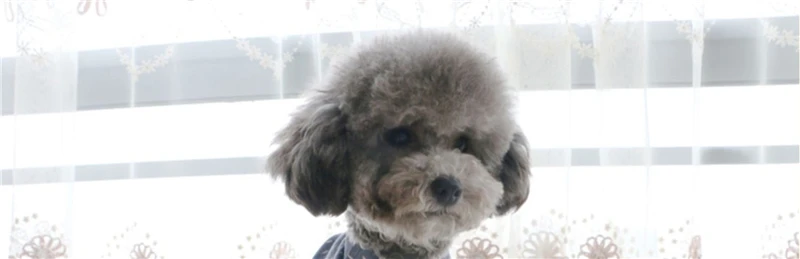 Dog shirt Japanese style (7)