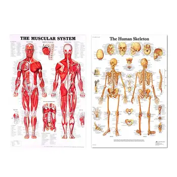 

Silk Cloth Human Anatomy Poster Skeletal Muscle System Teaching Medical Wall Decorative Posters