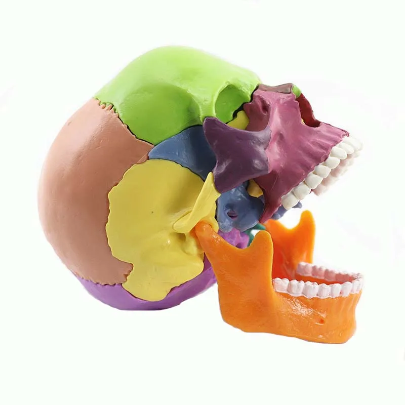 15 Parts Disassembled Medical Model 1:2 Human Head Skull Medical Science Teaching Resources