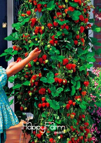 Promotion!100 PCS Tree Climbing Strawberry bonsai Courtyard Garden With Fruit and Vegetable plant Potted,#HWZRHO