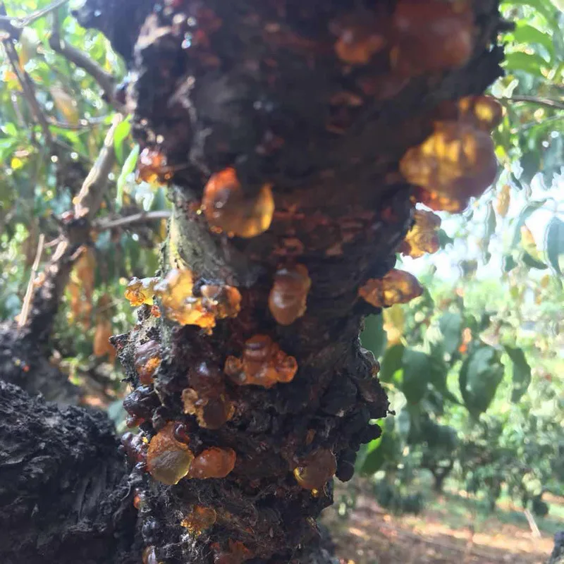 Yunnan дикая натуральная Тао Цзяо персиковая резиновая резинка для желе, для еды Жевательная желе Жевательная жевательная резинка желтого персика натуральная персиковая жевательная резинка