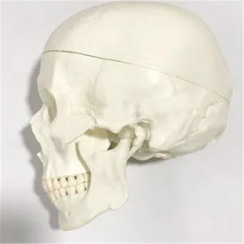 

ly48 Plastic White Skull Dental Teeth Model
