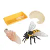 Lot of 4 Nature Bee Growth Cycle Child Education Learning Teaching Toys，Realistic 6