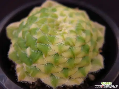 100 шт свежий настоящий Aeonium tabuliforme S-Mingjing-Succulent - Цвет: Красный