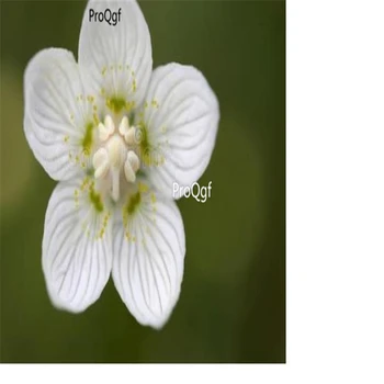 

Ngryise 500Pcs A Set Parnassia palustris