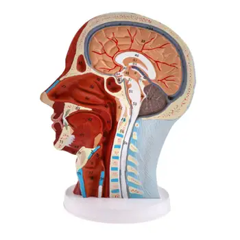 

PVC Anatomical human Head Brain Median Sagittal Model Cervical Spine Learning Tool School medical teaching
