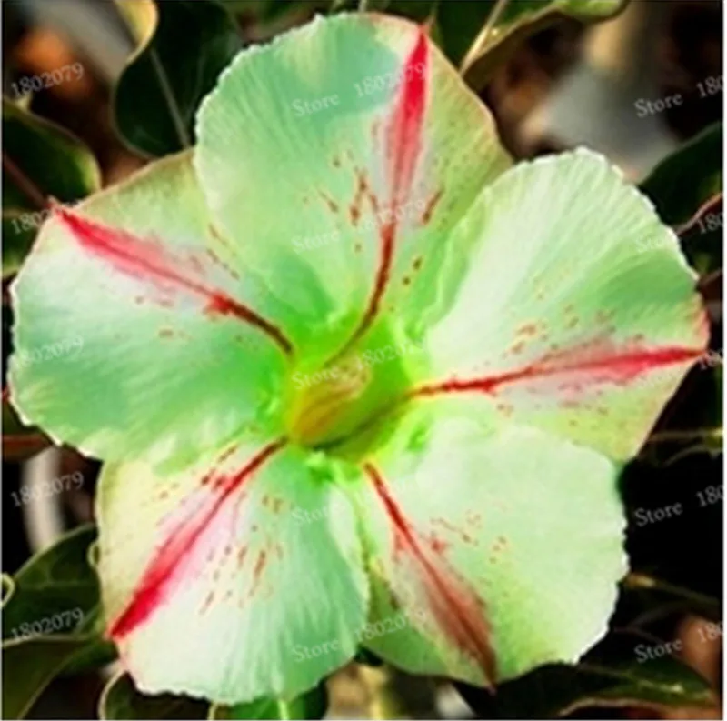 12 Настоящий Adenium obesum flores, 12 шт., растения в виде Розы в пустыне, 100 видов смешанных бонсай, многолетние растения для дома и сада - Цвет: 12