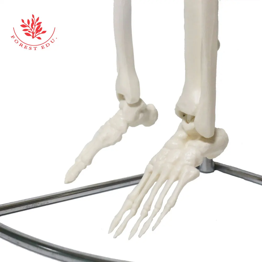 Medical Science FRT006 Half Life Size 85cm Skeleton Hanging Type With Spinal Nerves & Carotid Artery Scientific