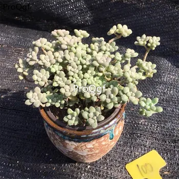 

Ngryise 2Pcs A Set Cluster Graptopetalum Mirinae