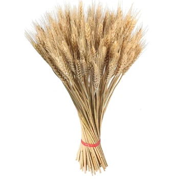 

100pcs Large Wheat Dried Flowers Garden Plants Natural Primary Colors Real Wheat for Wedding Decorations
