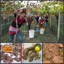 50 шт. свежие тричосанты кириловий Максим с легко ИНГ вкусные фрукты S