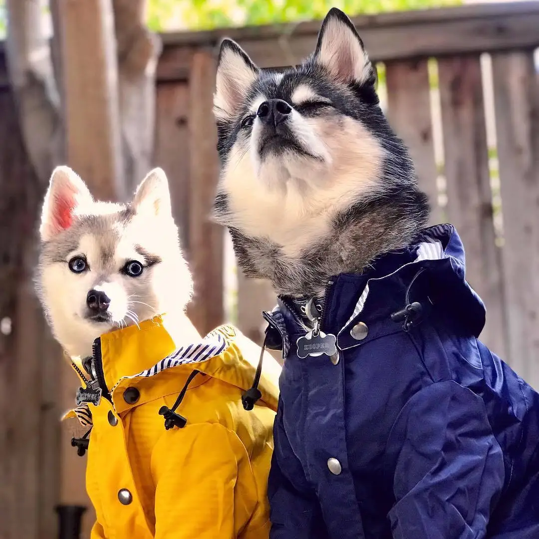 Pet Dog Raincoat Windproof and Rainproof Yellow Puppy Hoodies Jacket Multi-size Suitable for Large Medium Small Clothes |