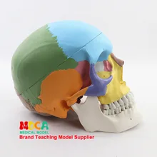 Медицина человеческий Цвет Череп модель головы челюстно-лицевая красота микро вся голова модель Mtg007