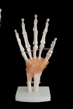 Съемная модель коленного сустава handt/foot/shoulder/hip joint обучающая модель - Цвет: Цвет слоновой кости
