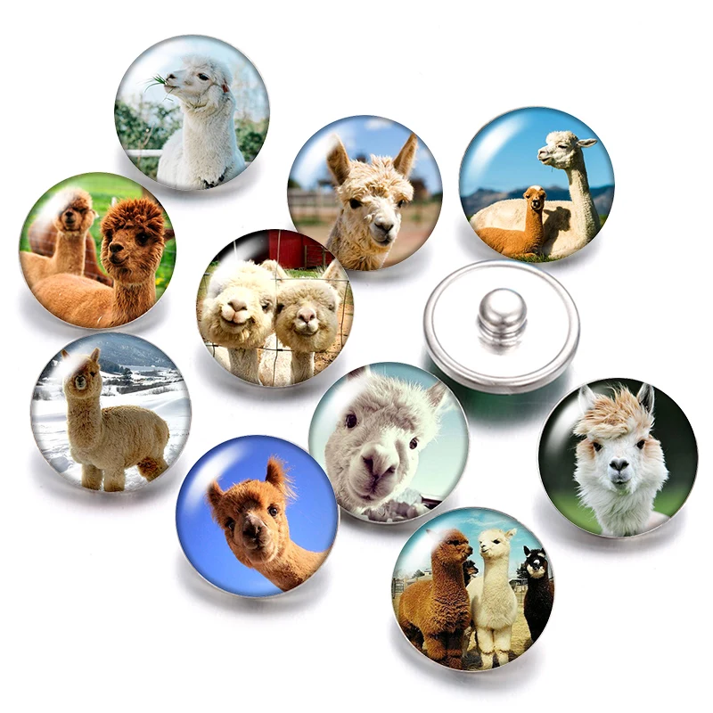 

Animals Alpaca camel duck Raccoon 18mm snap buttons 10pcs mixed round photo glass cabochon style for snap button jewelry