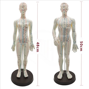 

Female / Male Acupuncture Model 50cm with Chinese Points & Base PVC Human Body Acupuncture Model Acupuncture Point Model