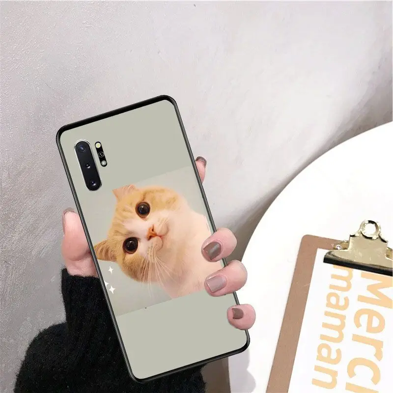 Cute funny funny kitten cat
