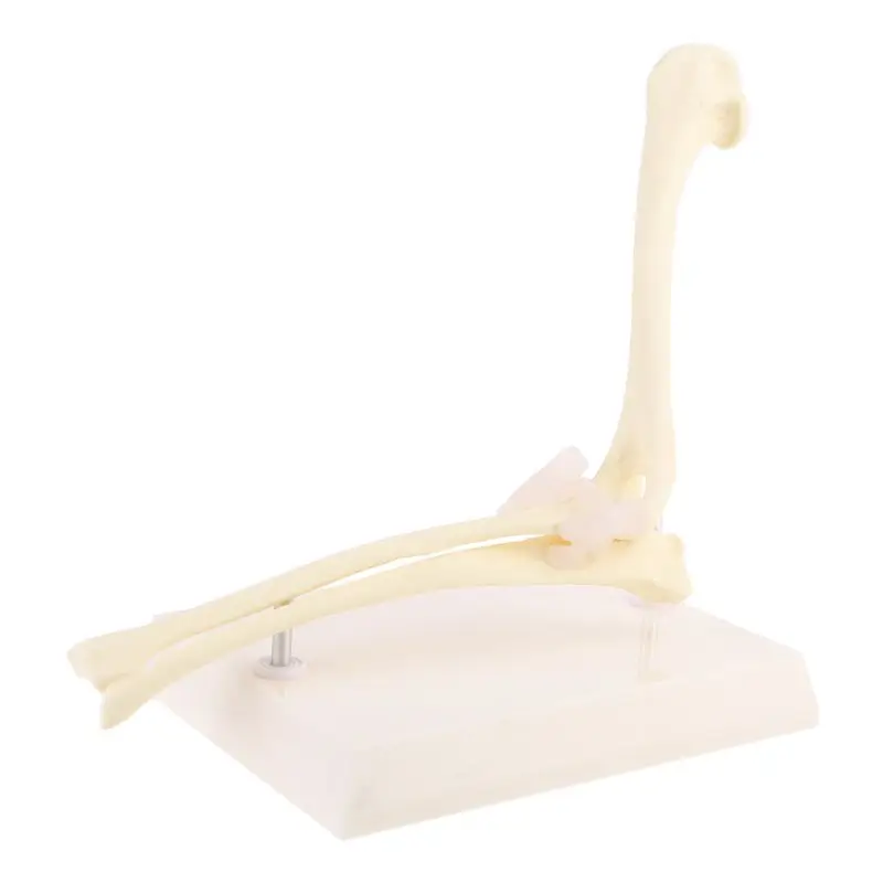 

Dog Canine Elbow Joint Model Veterinary Teaching Research Skeleton Animal Display Halloween Gifts