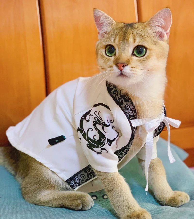 Британский короткошерстный Кот одежда летняя одежда для собак Чихуахуа щенок йоркширского терьера Пудель Бишон Шнауцер корги одежда