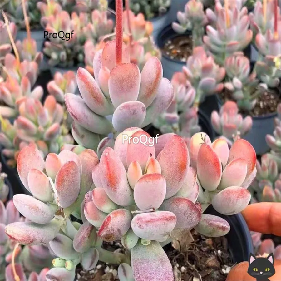 Prodgf 3Pcs A Set Cotyledon orbiculata