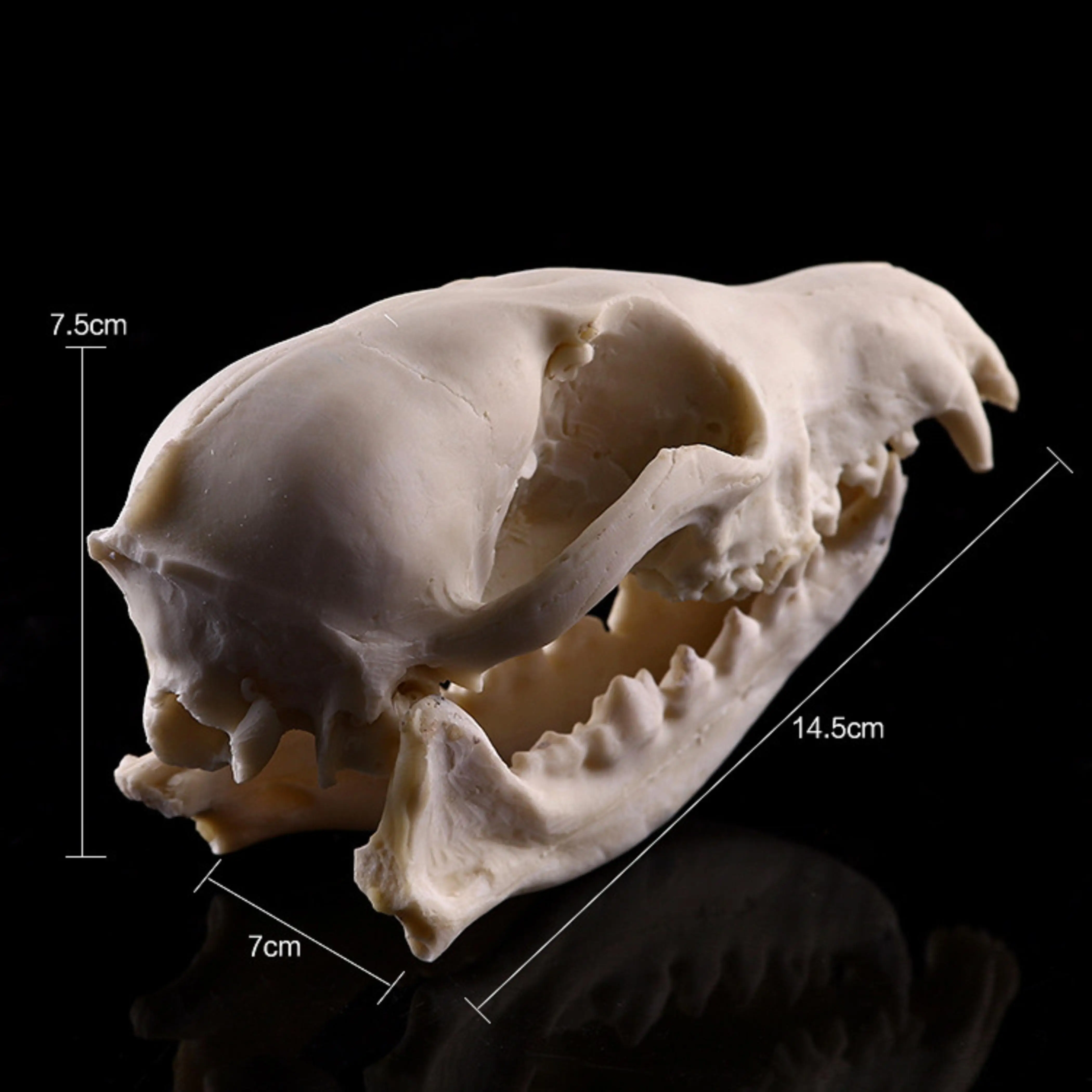 1Pcs Rare Fox Skull complete skeleton specimen Loose bones 