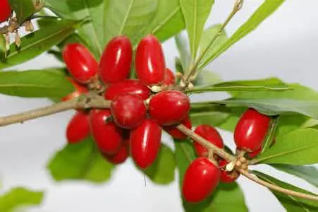 

20pcs Synsepalum Dulcificum / Miracle Fruit Bonsai National Treasures of Precious Fruits Interesting Ornamental Plant Decoratio