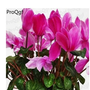 Ngryise 10 шт. набор Cyclamen persicum - Цвет: 9