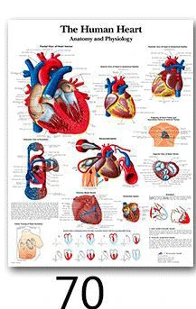 Анатомия человека, система мышц, художественный плакат, печать, карта тела, шелковые настенные картины для медицинского образования, домашний декор, новинка - Цвет: 70