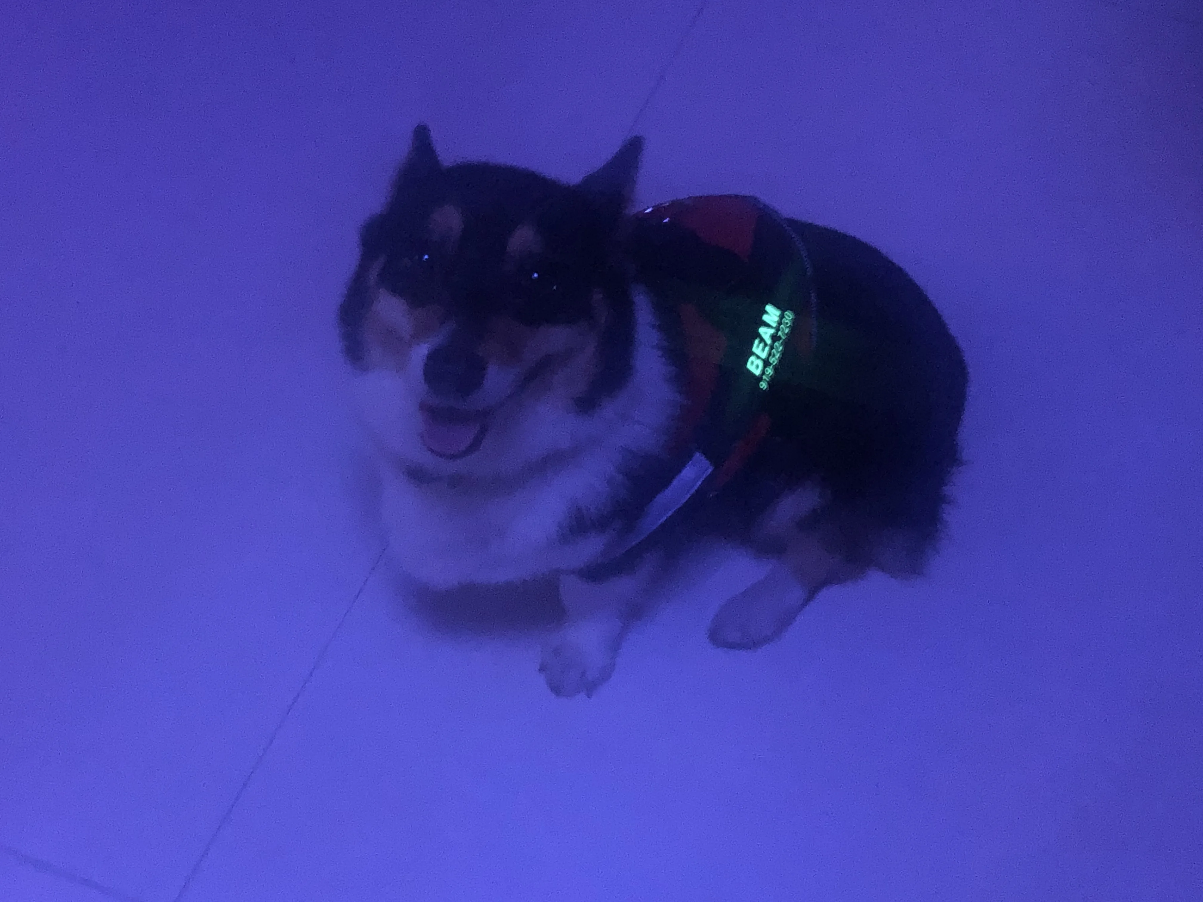 Personalized Dog Harness NO PULL Reflective Adjustable Dog Harness Vest  For Small Large Outdoor Walking + Fluorescent Patch