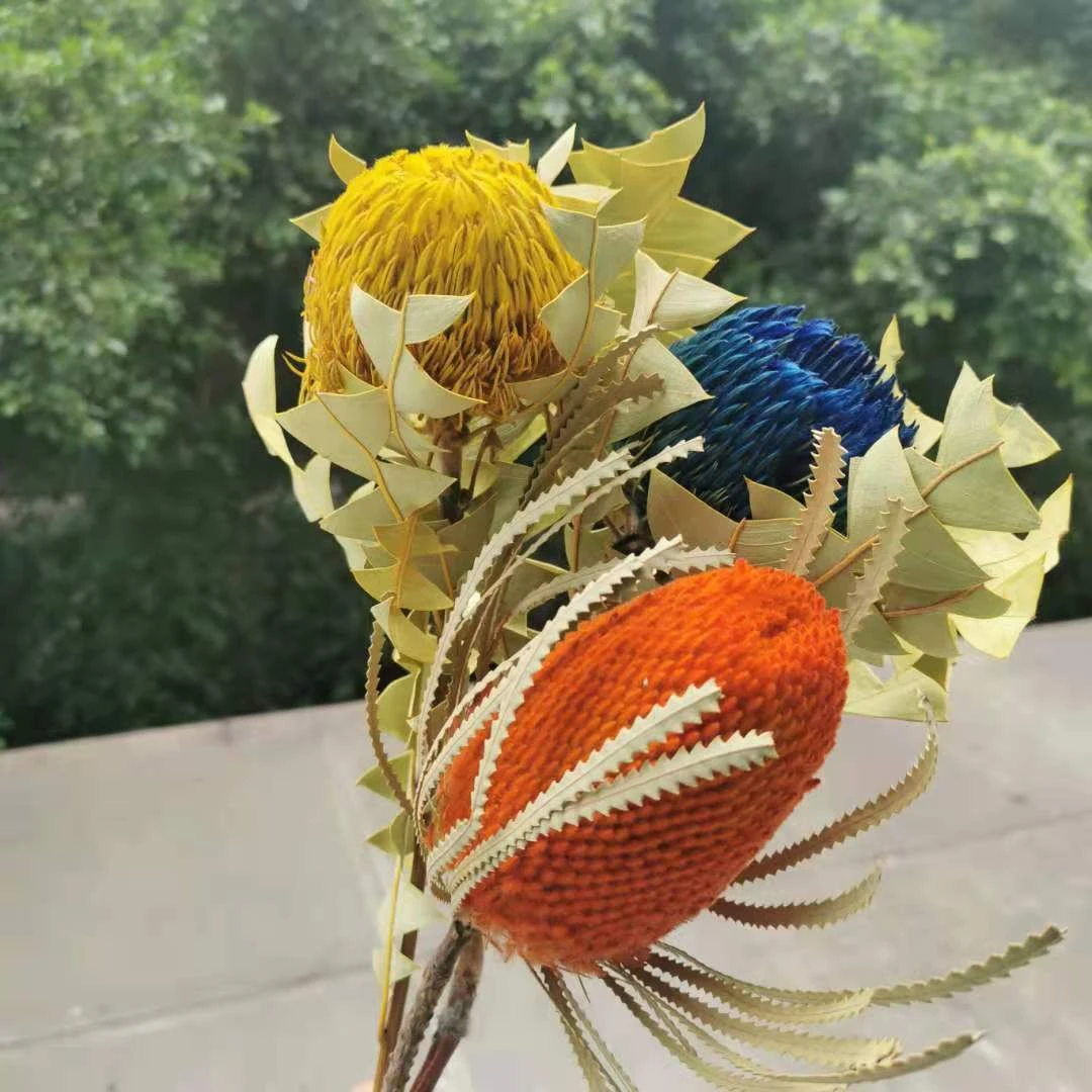 1本 30cm 天然のドライバンクシア Eternelle本物の大きなパゴダの花表示花アート家の結婚式の装飾アクセサリーを配置する 造花 ドライフラワー Aliexpress