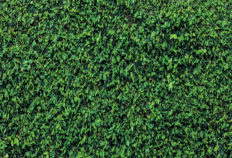 thumbnail image 1 of Fondo de fotografía con hojas verdes, hierba primaveral, montón de heno, para recién nacidos, cumpleaños, bodas, fiestas, accesorios para estudio fotográfico, 1 of 5