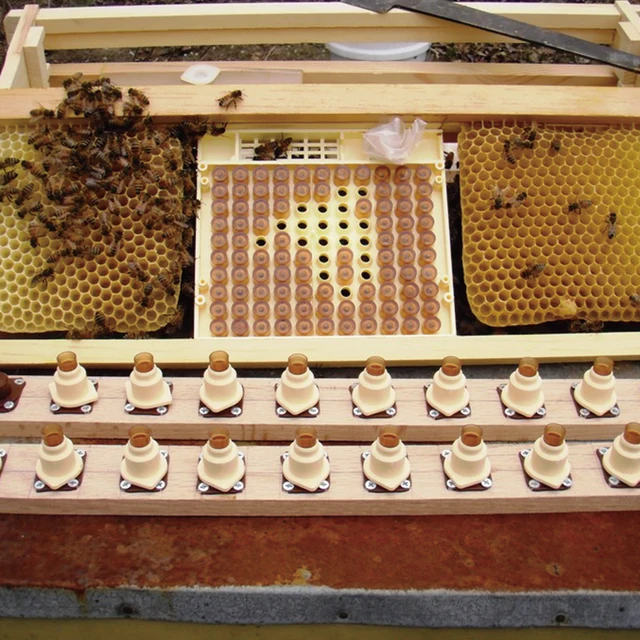 Nicot Bee Queen Nevelőkészlet Műanyag Méhész Eszközök Méhsejt Lárva Rendszer Mozgatja A Férgeket Méhészhez - Image 2